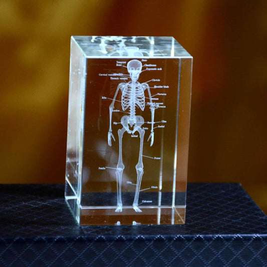 Desktrim™ | 3D Crystal Anatomical Models