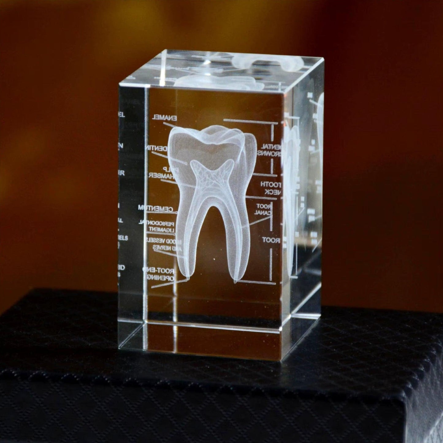 Desktrim™ | 3D Crystal Anatomical Models