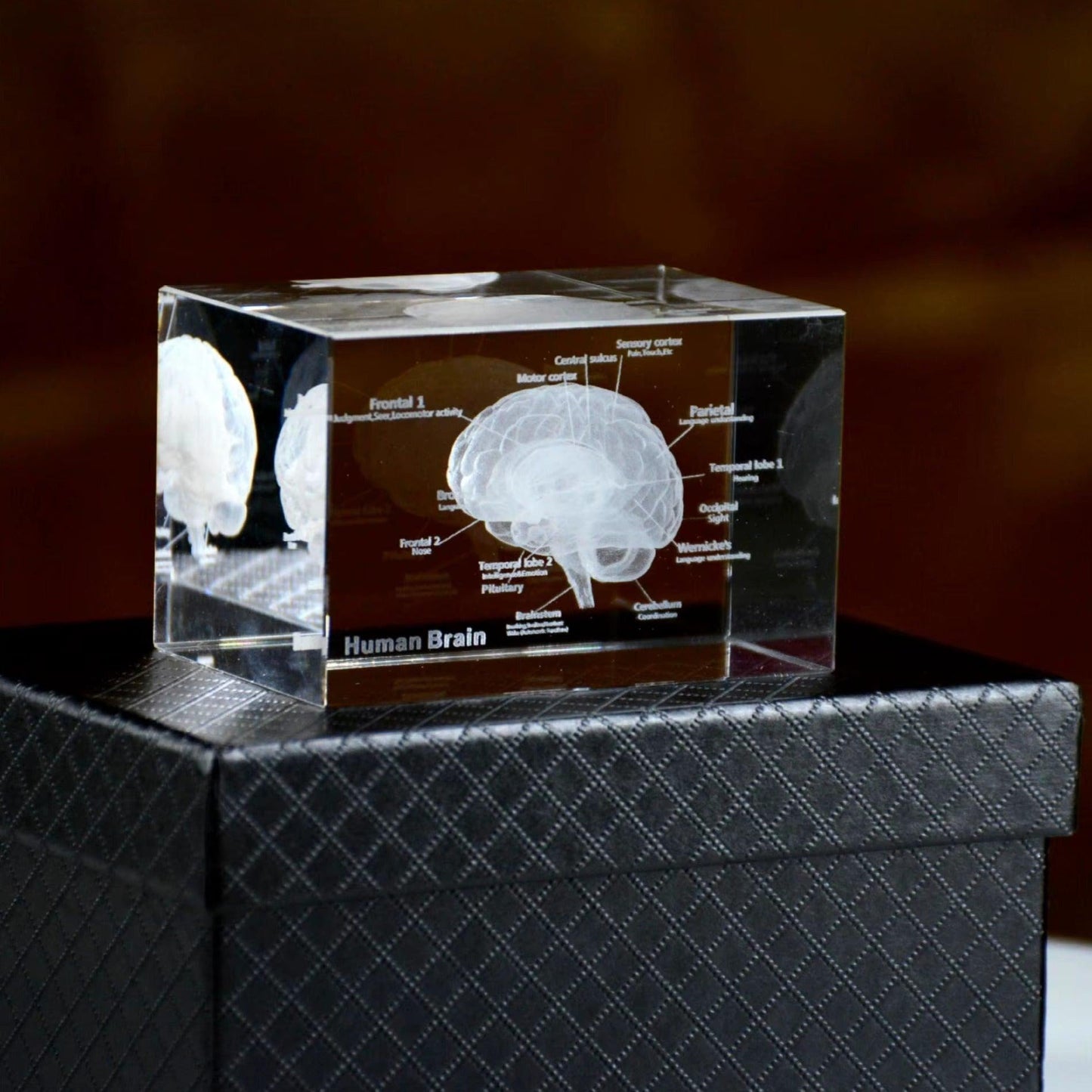 Desktrim™ | 3D Crystal Anatomical Models