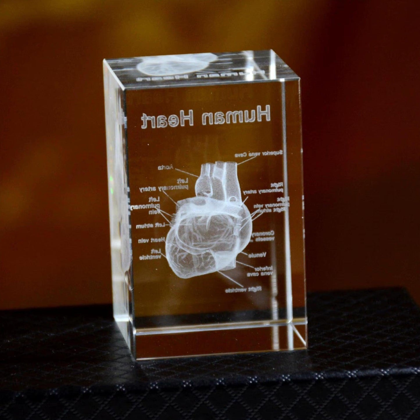 Desktrim™ | 3D Crystal Anatomical Models