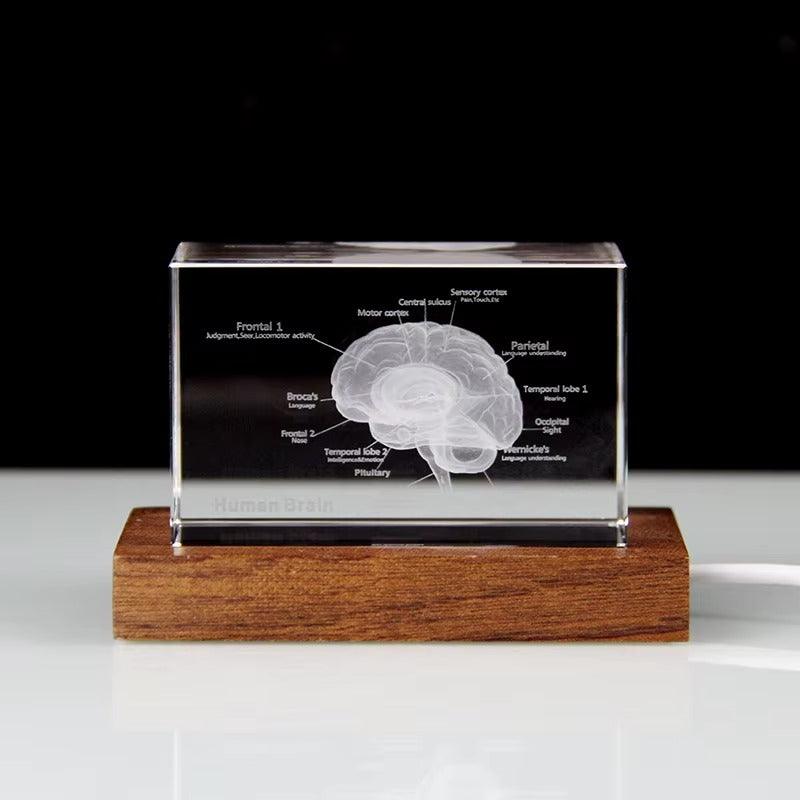 Desktrim™ | 3D Crystal Anatomical Models