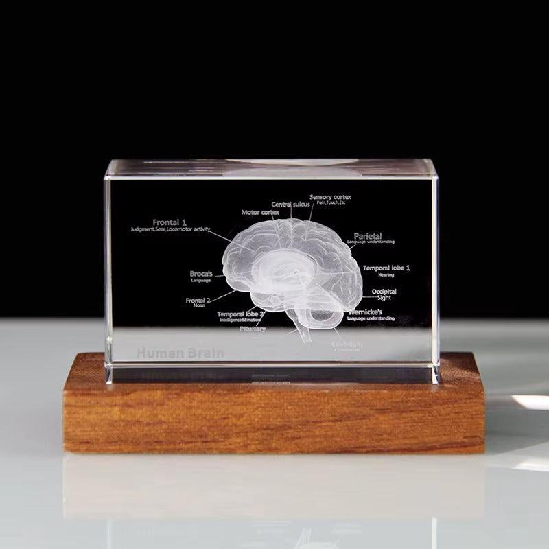 Desktrim™ | 3D Crystal Anatomical Models
