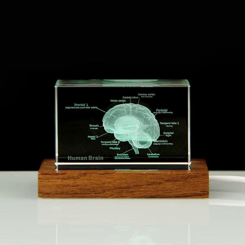 Desktrim™ | 3D Crystal Anatomical Models