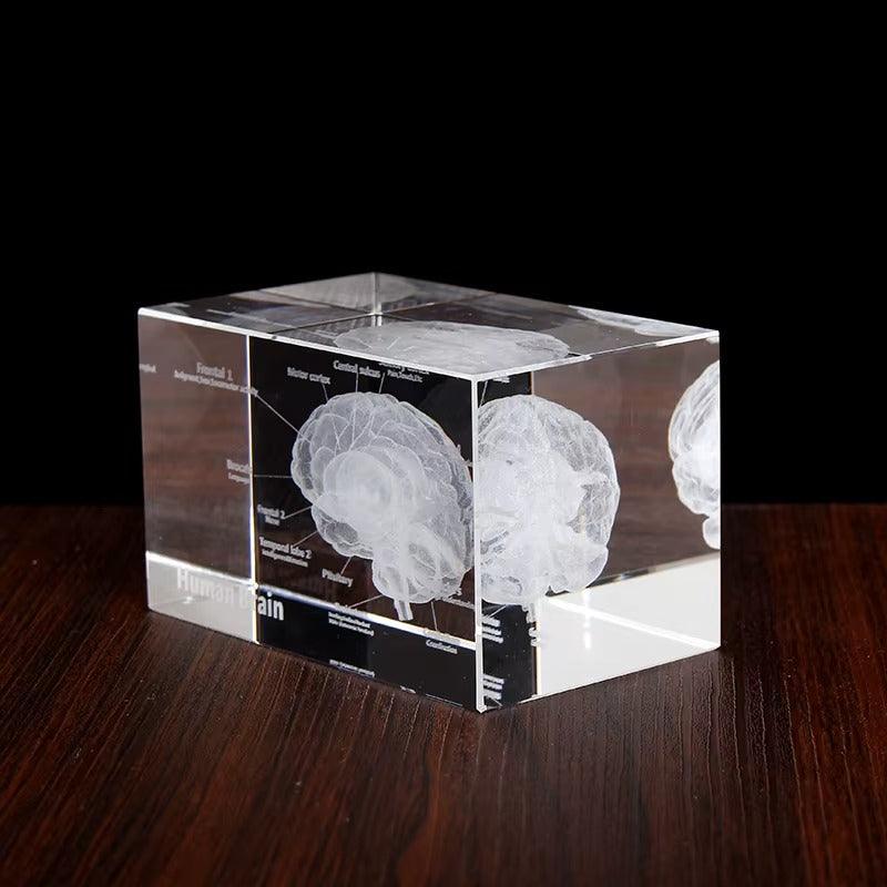 Desktrim™ | 3D Crystal Anatomical Models