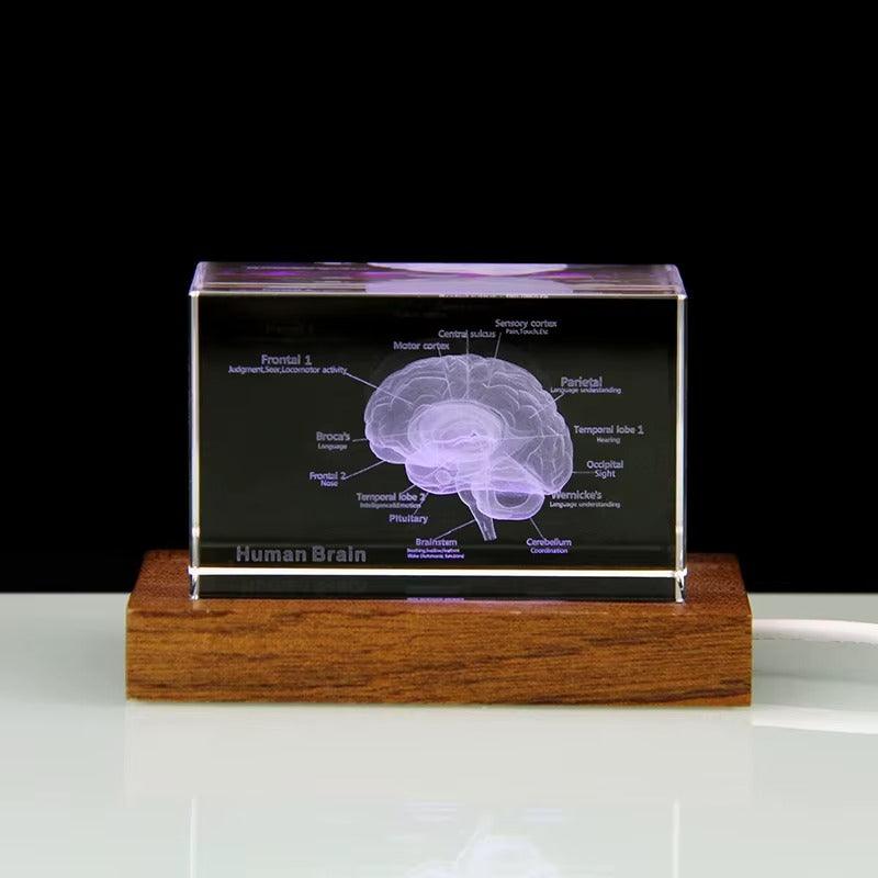 Desktrim™ | 3D Crystal Anatomical Models