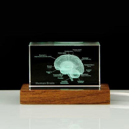 Desktrim™ | 3D Crystal Anatomical Models
