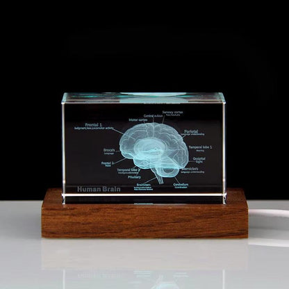 Desktrim™ | 3D Crystal Anatomical Models